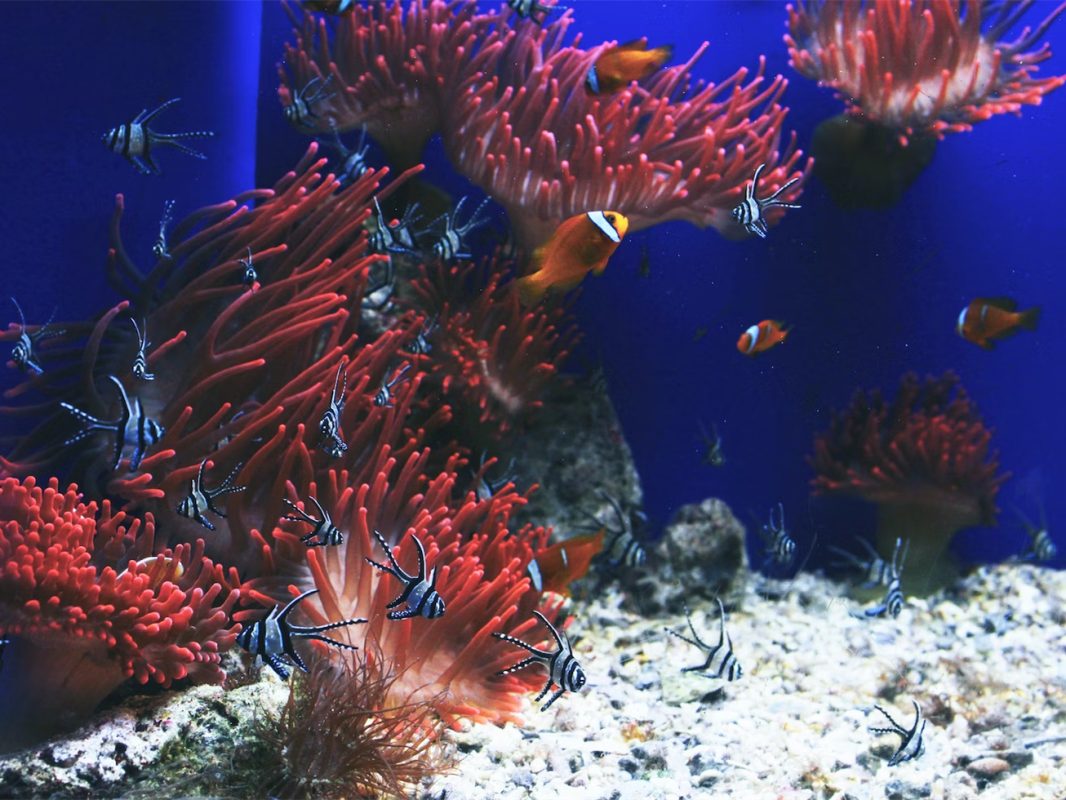 Qual è la migliore illuminazione per un acquario?-Soluzioni