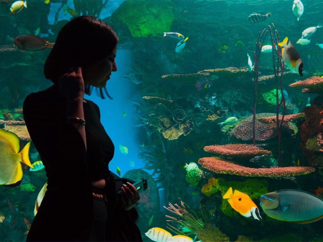 Qual è la migliore illuminazione per un acquario?-Blog