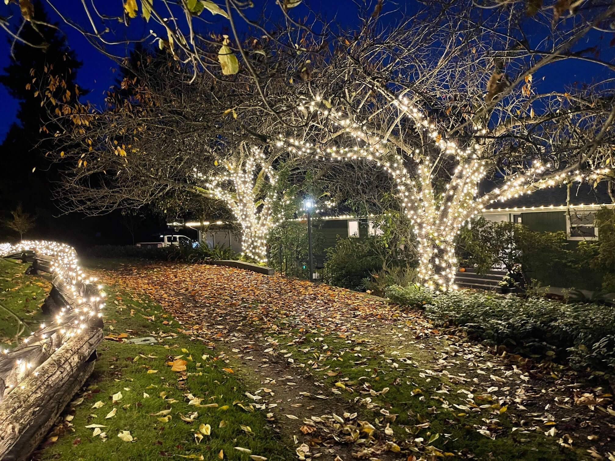 come mettere le luci su un albero in giardino